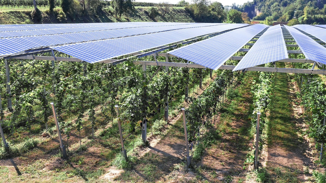 Culture agricole sous des panneaux photovoltaïques